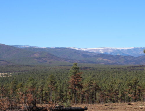 WSR Looks to 2023 to Continue New Mexico Fire Recovery