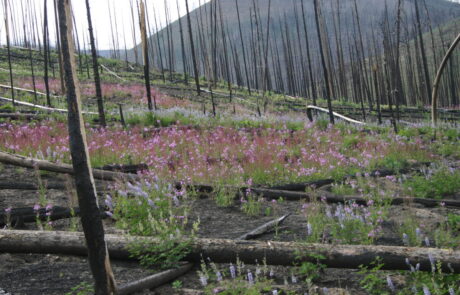 East Troublesome Fire